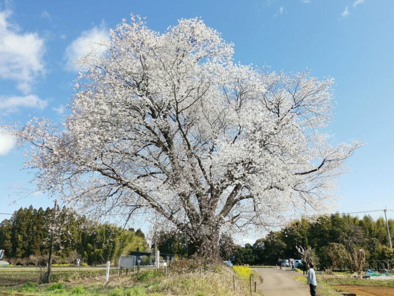 Sakurabaum in Kunitomi, Prefektur Miyazaki, Japan